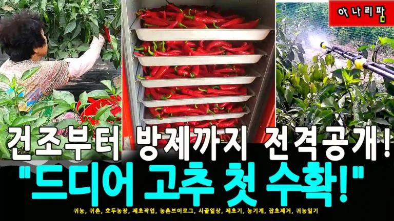 아나리팜 고추밭에서 고추 수확하는 모습