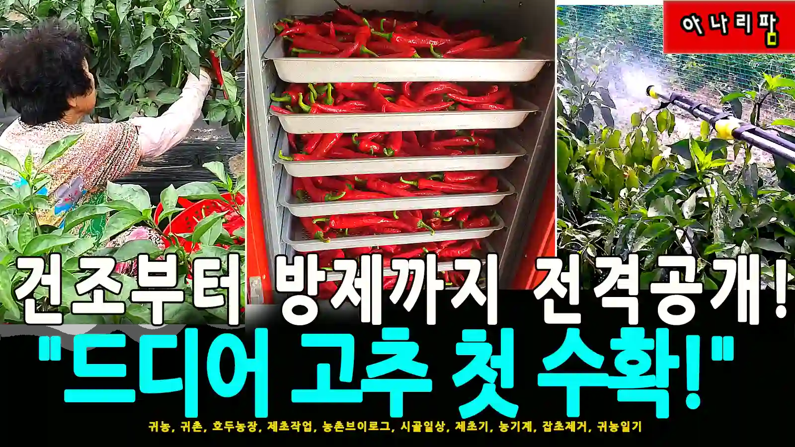 아나리팜 고추밭에서 고추 수확하는 모습