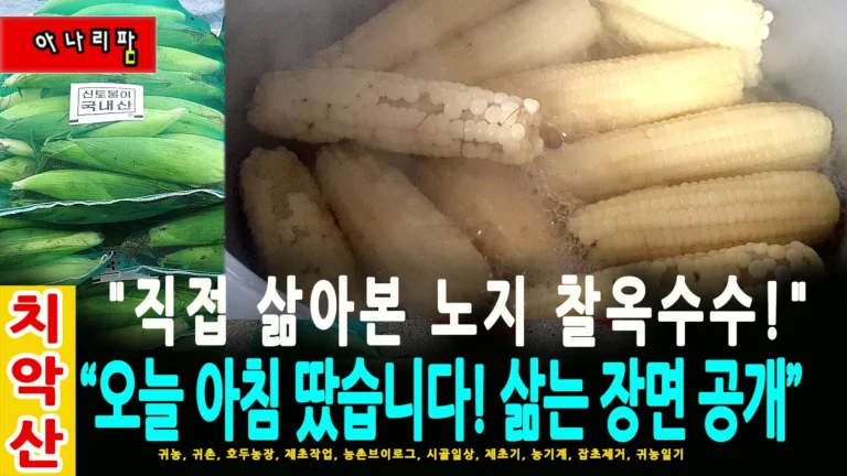 노지에서 자연그대로 재배한 착옥수수