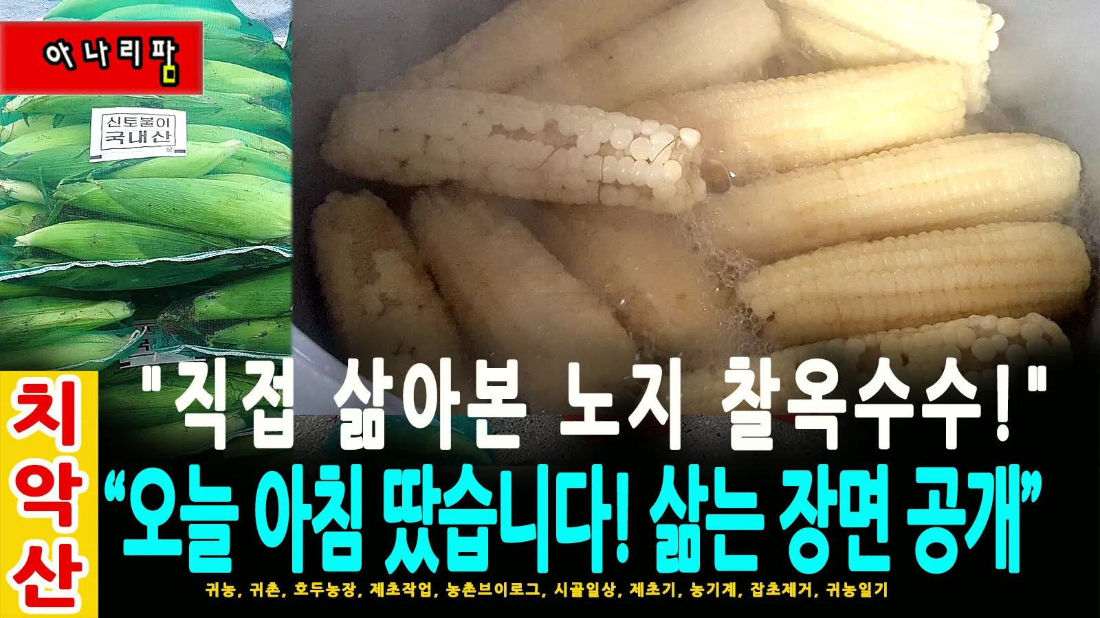 노지에서 자연그대로 재배한 착옥수수