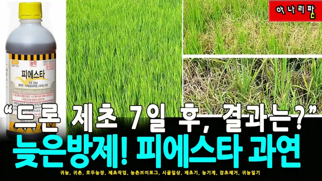 피에스타 제초제 드론방제 후 일주일 지난 논의 모습