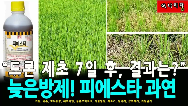 피에스타 제초제 드론방제 후 일주일 지난 논의 모습