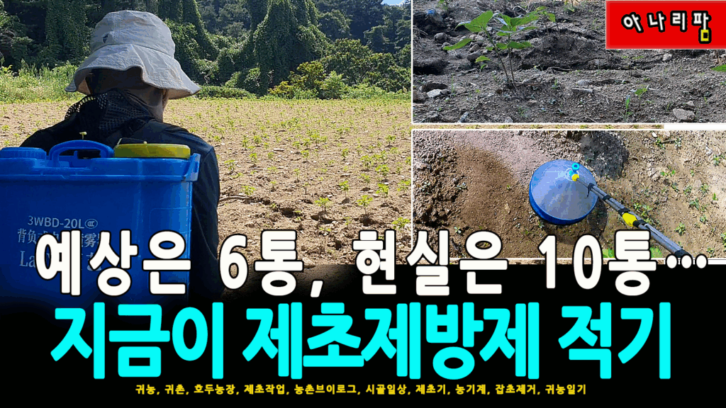 충전식 분무기로 들깨밭에 제초제를 방제 중인 모습