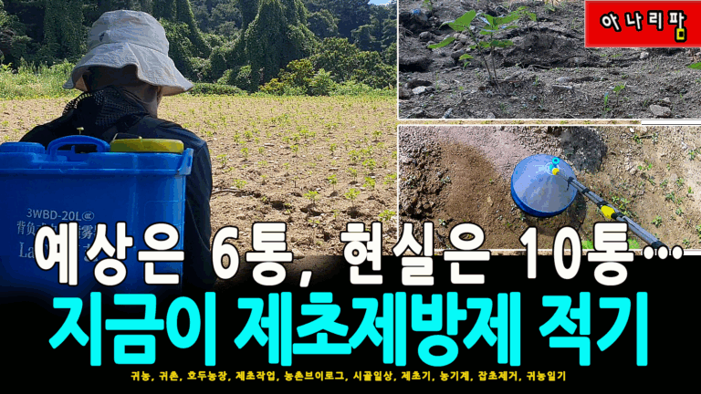 충전식 분무기로 들깨밭에 제초제를 방제 중인 모습