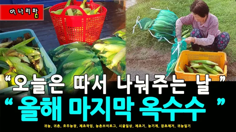 옥수수를 따서 나누는 날, 수확한 옥수수를 포장하는 어머니의 모습과 채반 가득 담긴 찰옥수수
