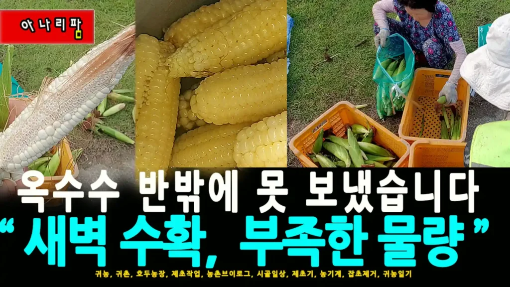 밭에서 마지막 찰옥수수를 수확하여 포장하고 출고 중인 농부