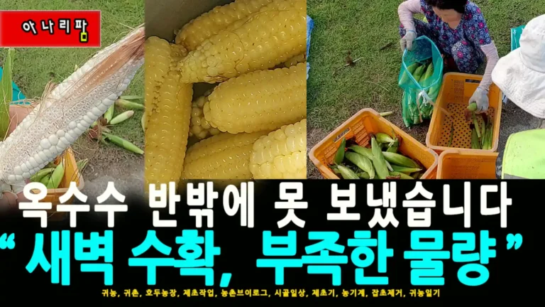 밭에서 마지막 찰옥수수를 수확 중인 농부