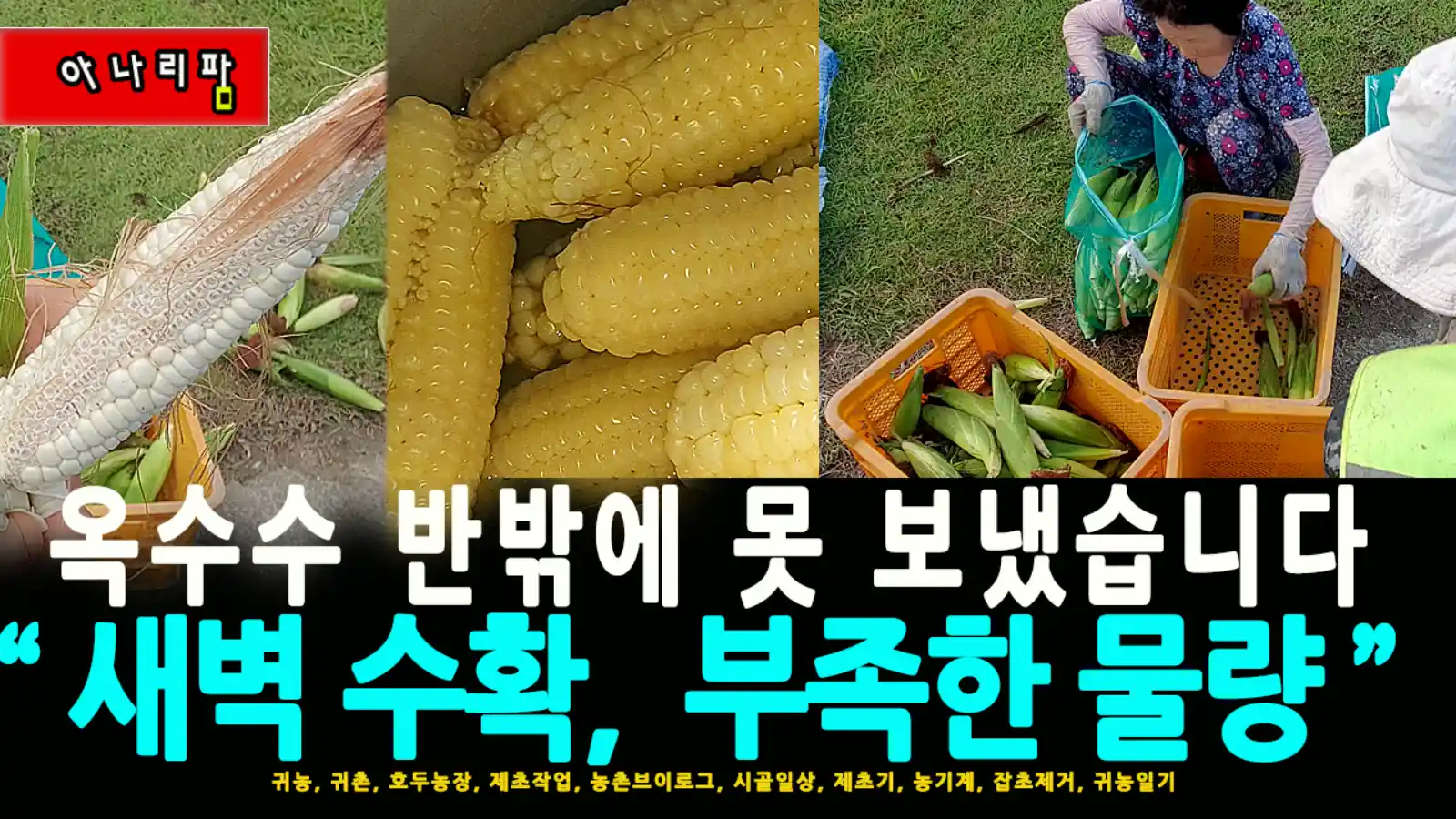 밭에서 마지막 찰옥수수를 수확 중인 농부