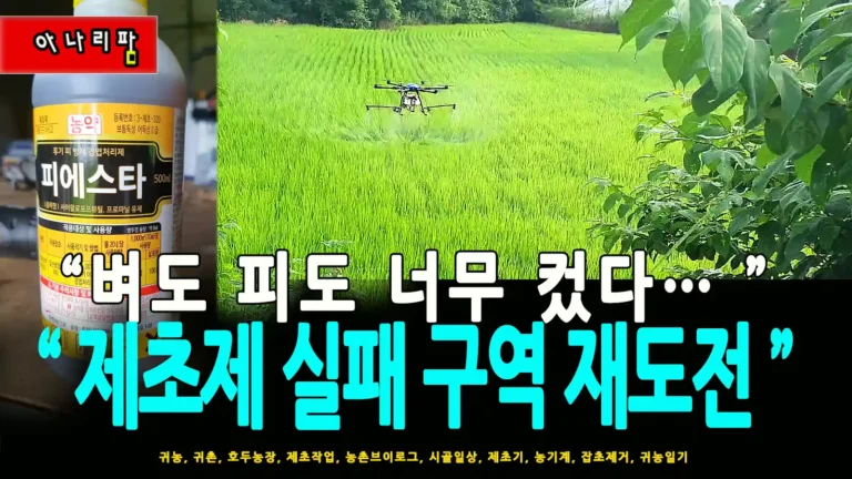 드론으로 논 4,800평 방제 중인 장면, 피에스타 제초제 활용