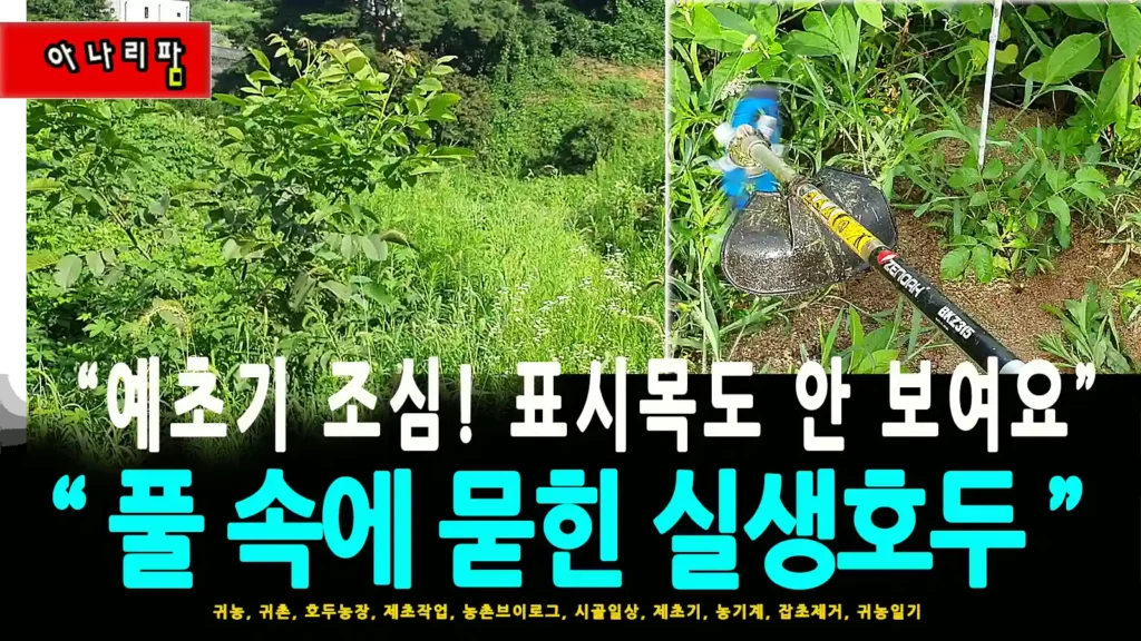 무성한 잡초 사이에 가려진 호두나무와 예초기 작업 모습