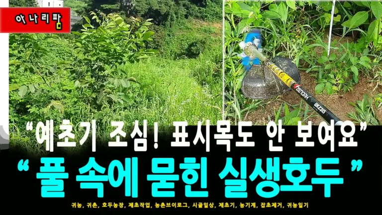 무성한 잡초 사이에 가려진 호두나무와 예초기 작업 모습