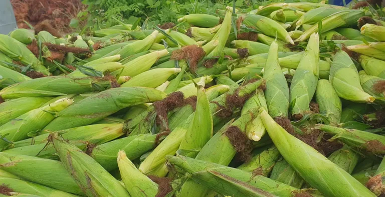 옥수수수확 미백찰옥수수 직접재배한 아나리팜의 치악산농장 이야기 당일수확 직거래 농사일기 귀농일기 농촌브이로그