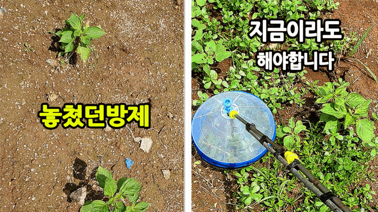 들깨밭 제초제 방제와 추비 작업 현장 사진
