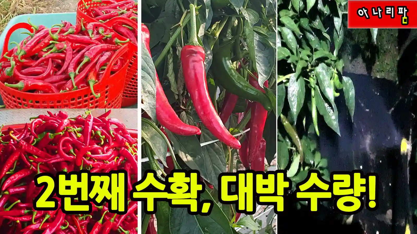 고추 2번째 수확과 충전분무기 야간 방제 장면