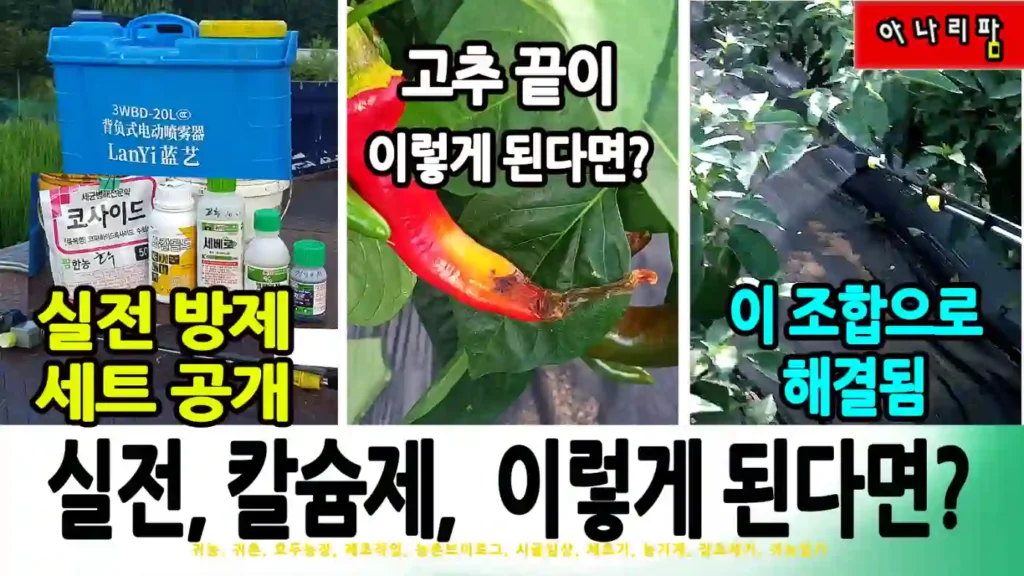 충전식 분무기를 활용한 고추밭 병해충 방제