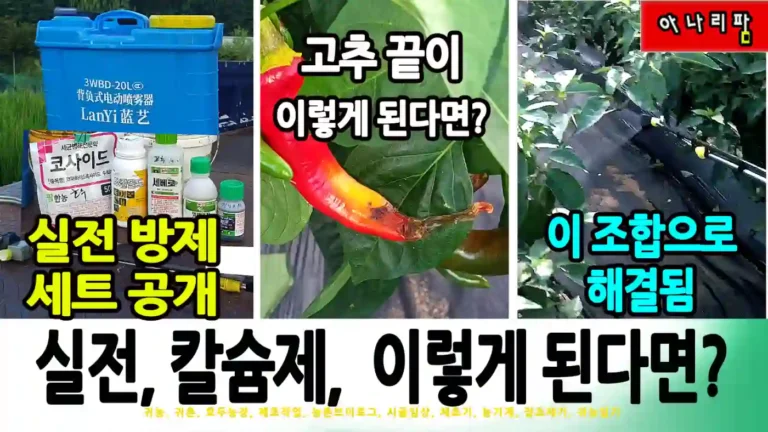 충전식 분무기를 활용한 고추밭 병해충 방제