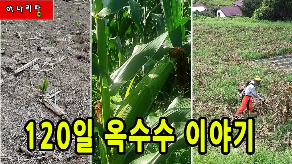 치악산 아래 아나리팜 옥수수 한 해 기록🌽 로타리부터 예초까지 120일 여정 2 치악산 아래 아나리팜 옥수수 재배 과정