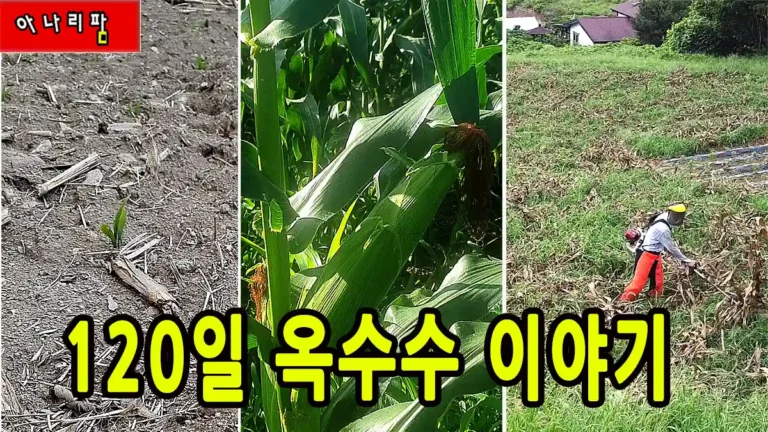 치악산 아래 아나리팜 옥수수 재배 과정