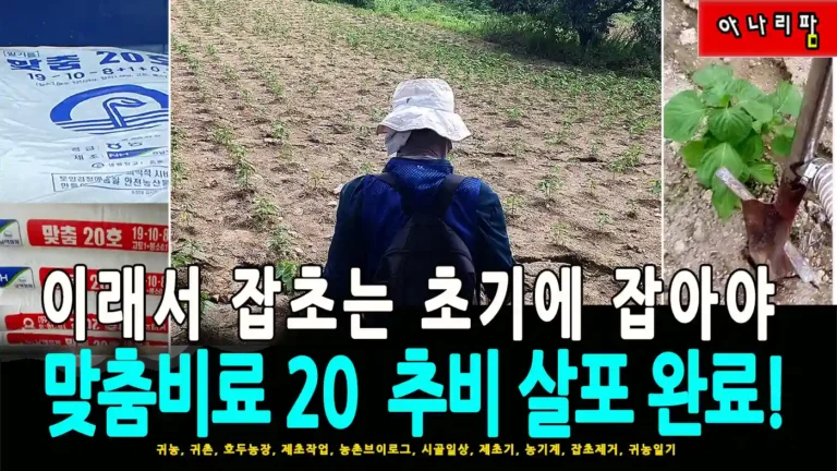 맞춤비료 20을 들깨밭에 살포하며 잡초 방제 효과를 비교한 유튜브 썸네일 이미지