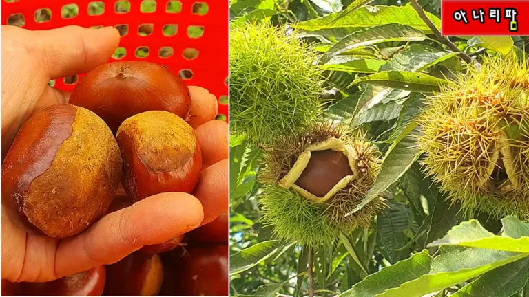 밤나무에서 주렁주렁 열린 큰밤 수확! 아침 저녁 두 번씩 밤줍는 가을농장 이야기 11 주렁주렁 열린 큰밤을 수확하는 모습