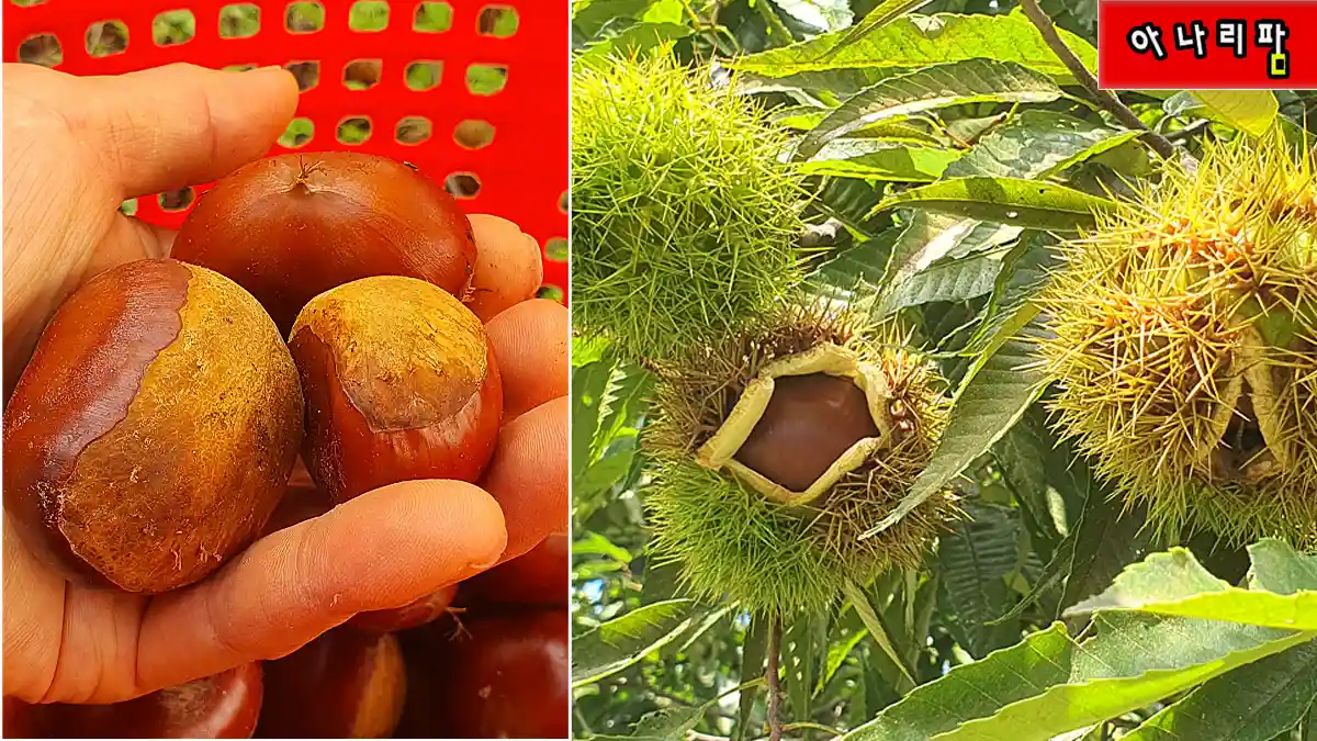 주렁주렁 열린 큰밤을 수확하는 모습