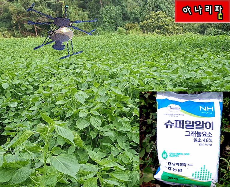 드론으로 들깨밭에 요소비료 추비 작업하는 모습