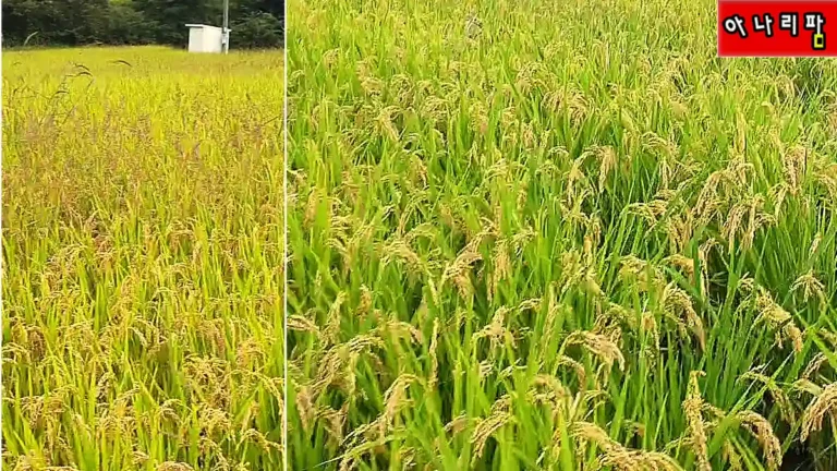 벼베기 10일전, 논 제초제 피에스타 늦은 방제 효과 50% 이상! 드론 방제 후기 9 드론으로 진행한 논 제초제 피에스타 방제 후기