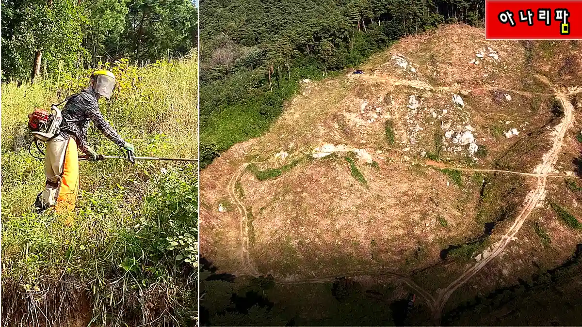 호두농원 산정상 제초작업과 예초기 풀베기 현장