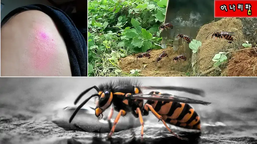 호두농원 제초작업 중 발견된 말벌집 퇴치 장면