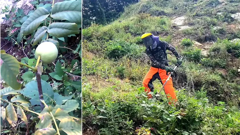 호두농원 제초작업 중간점검, 암반구역 예초기 풀베기 진행 상황 12 호두농원 제초작업 암반구역 예초기 풀베기 현장