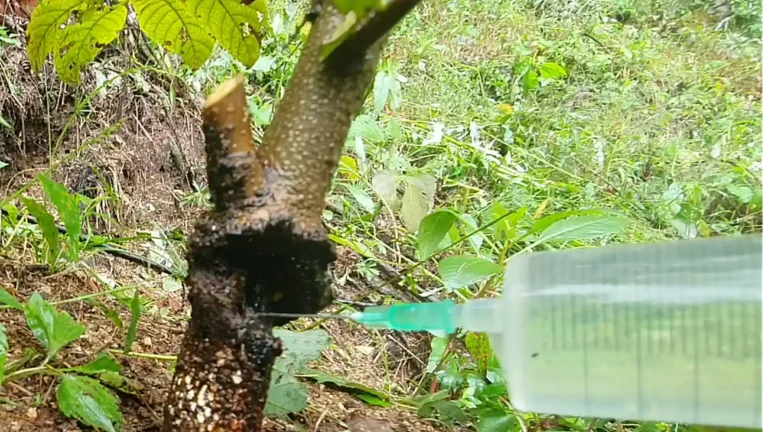 호두나무 줄기 속으로 침투한 박쥐나방 피해와 주사기를 이용한 방제 과정