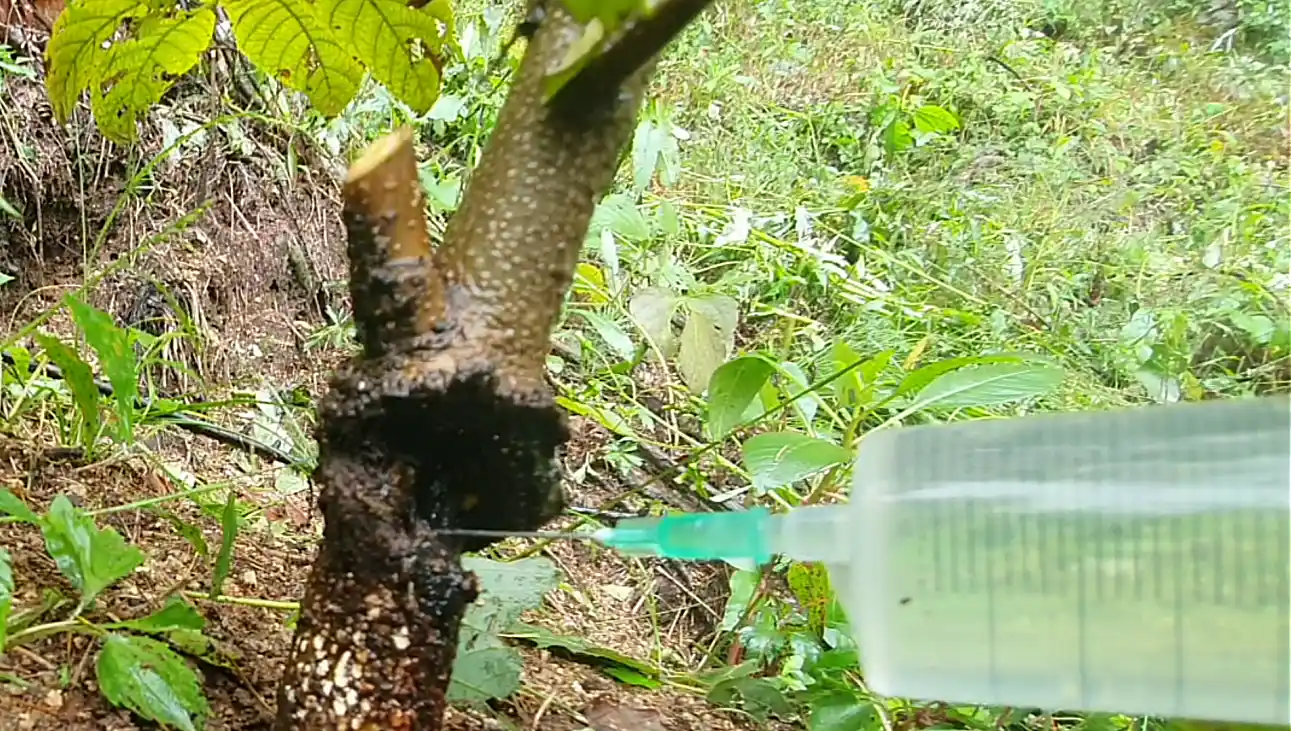 호두나무 줄기 속으로 침투한 박쥐나방 피해와 주사기를 이용한 방제 과정