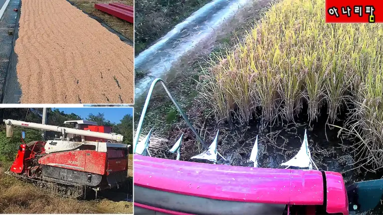 벼타작 국제콤바인 KC-800 실전 후기 | 농업기술센터 임대 콤바인 고장으로 고생한 하루 6 국제콤바인 KC-800 벼 타작 현장
