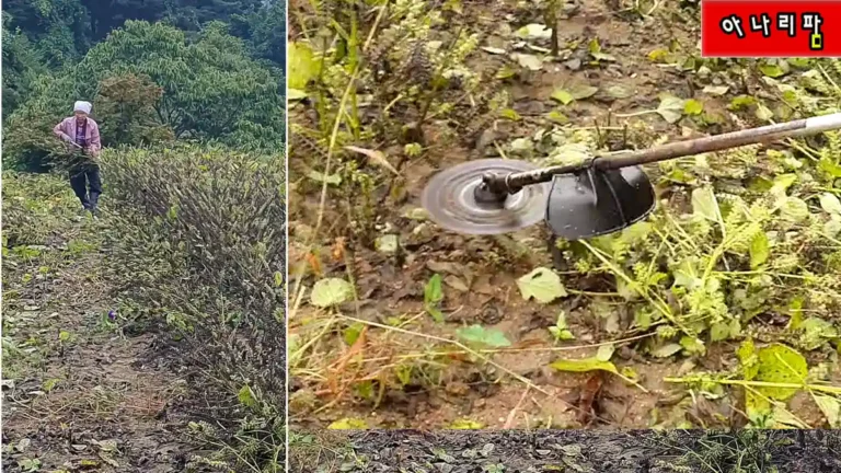 들깨 수확 시작, 예취기로 4시간 30분 작업 완료 | 원형날 예취기 활용법 7 들깨밭 예취기 작업 중 베기 모습