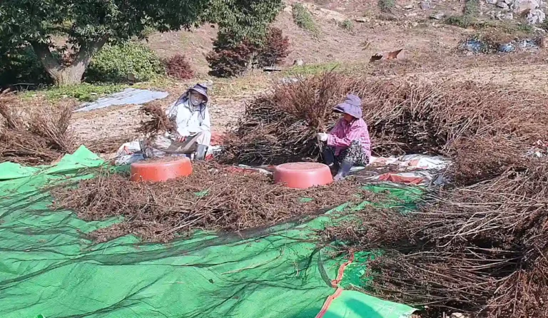들깨 손타작하는 농부