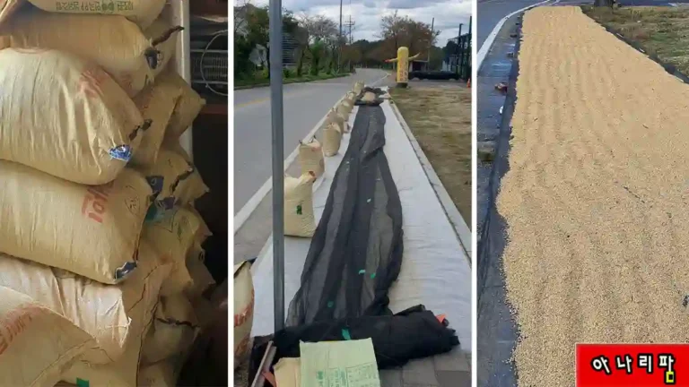 도로변에서 건조판 위에 펼쳐진 벼 자연건조 현장