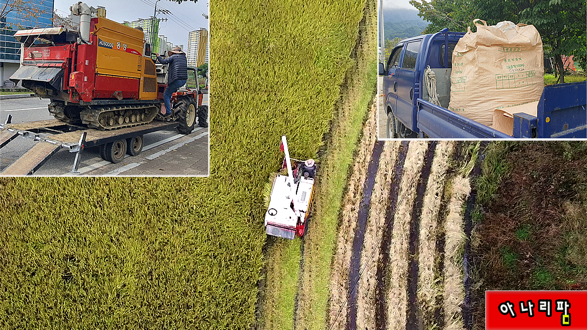 동양콤바인 HU6000G로 벼타작 마무리하는 현장
