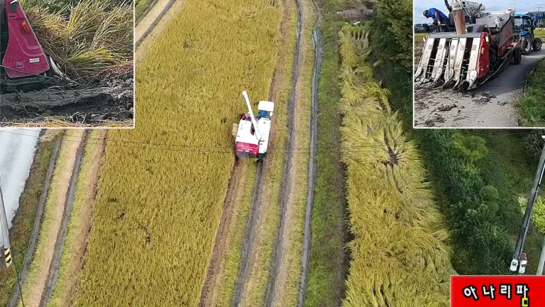 쓰러진 벼 완벽 수확! 국제5조 콤바인 실전 벼타작 전과정 트랙터에 상하차부터 2톤 수확까지 5 국제5조 콤바인과 트랙터로 다락논 벼 수확 중인 현장