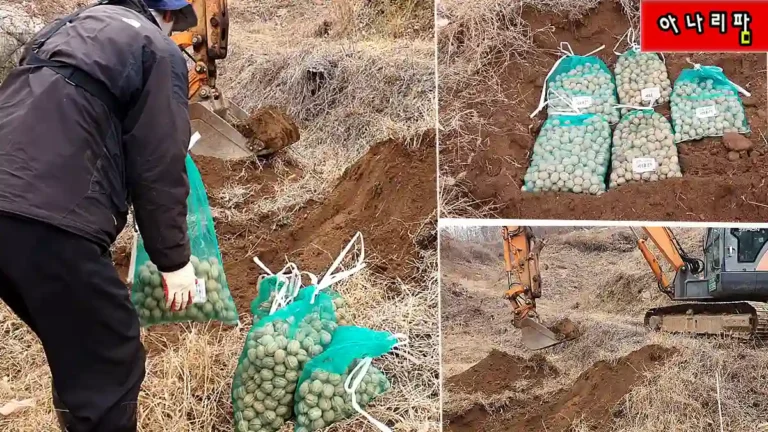 호두 종자 노지 월동 굴착 작업