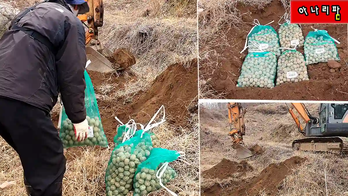 호두 종자 노지 월동 굴착 작업